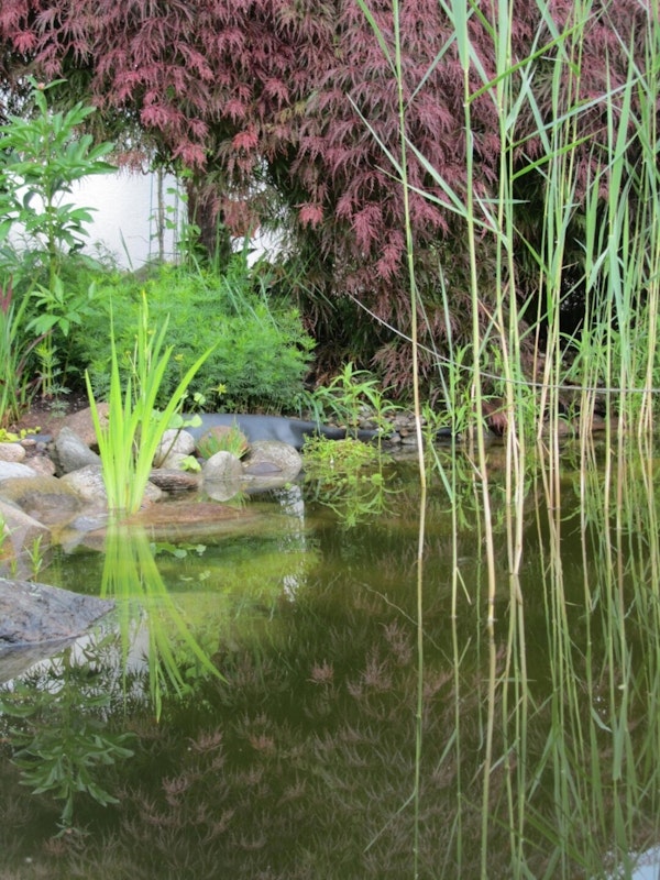 Teich