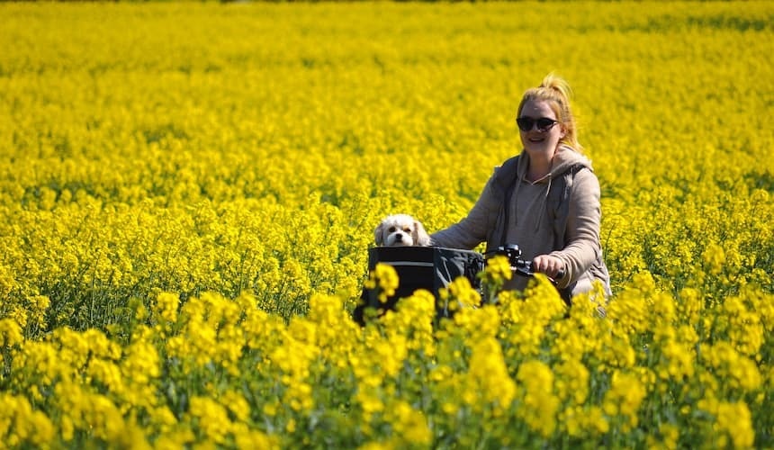 Kleine Hunde können ins Fahrradkörbchen Kleiner Hund im Fahrradkörbchen
