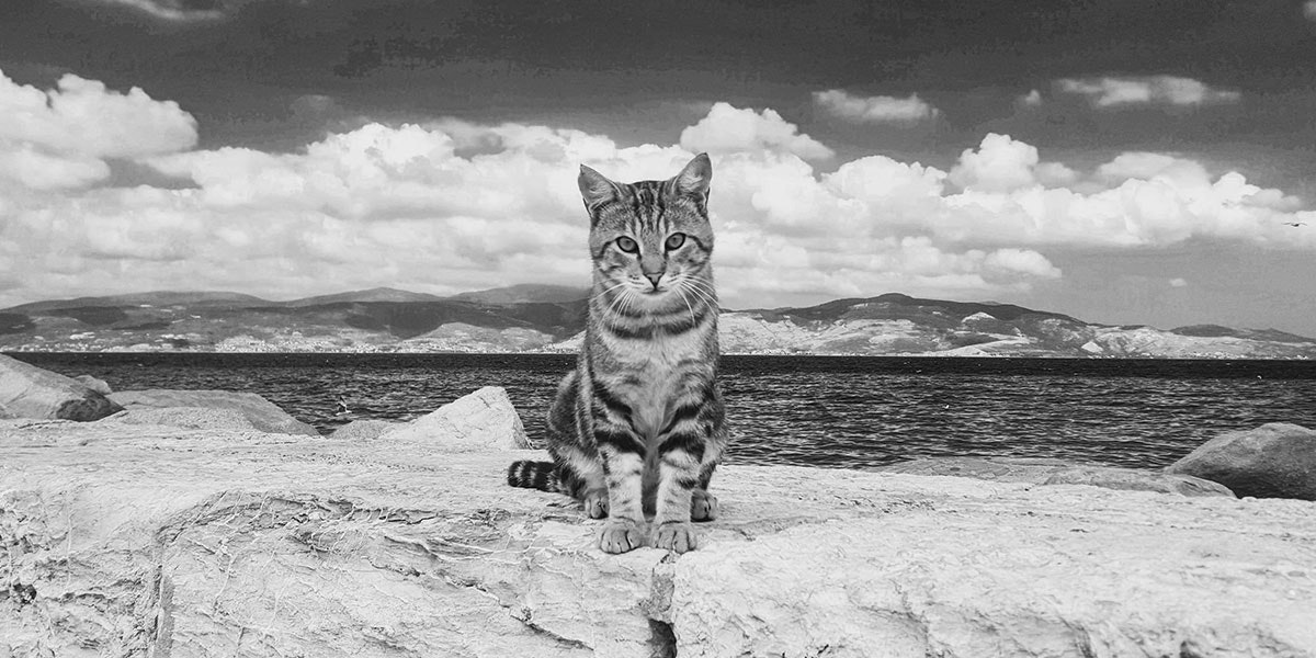 Orijen Trockenfutter für Katzen