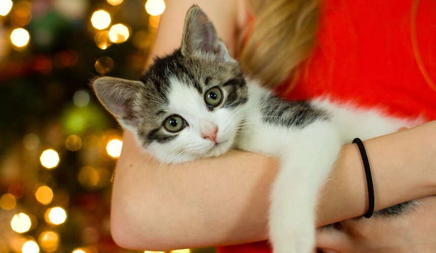 Katze auf dem Arm Frau hält an Weihnachten Katze im Arm