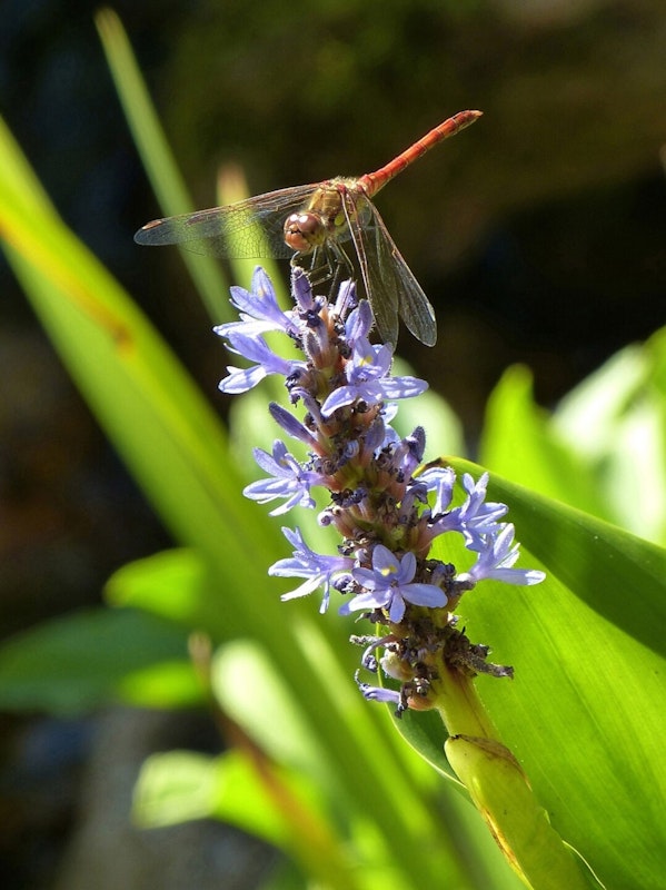 Libelle Libelle sitzt auf einer Blume mit blauen Blüten.