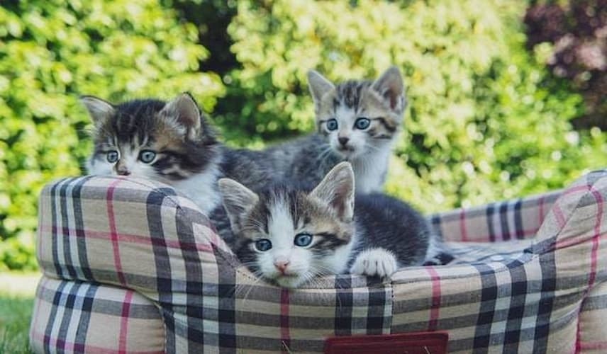 Katzenbabies Drei Katzenbabies in einem Körbchen
