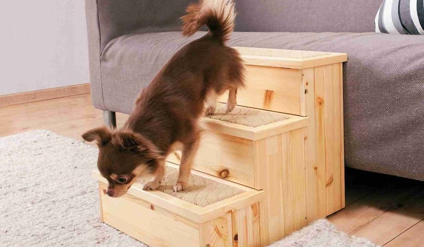 Hundetreppe am Sofa Kleiner Hund geht mit Hundetreppe vom Sofa runter
