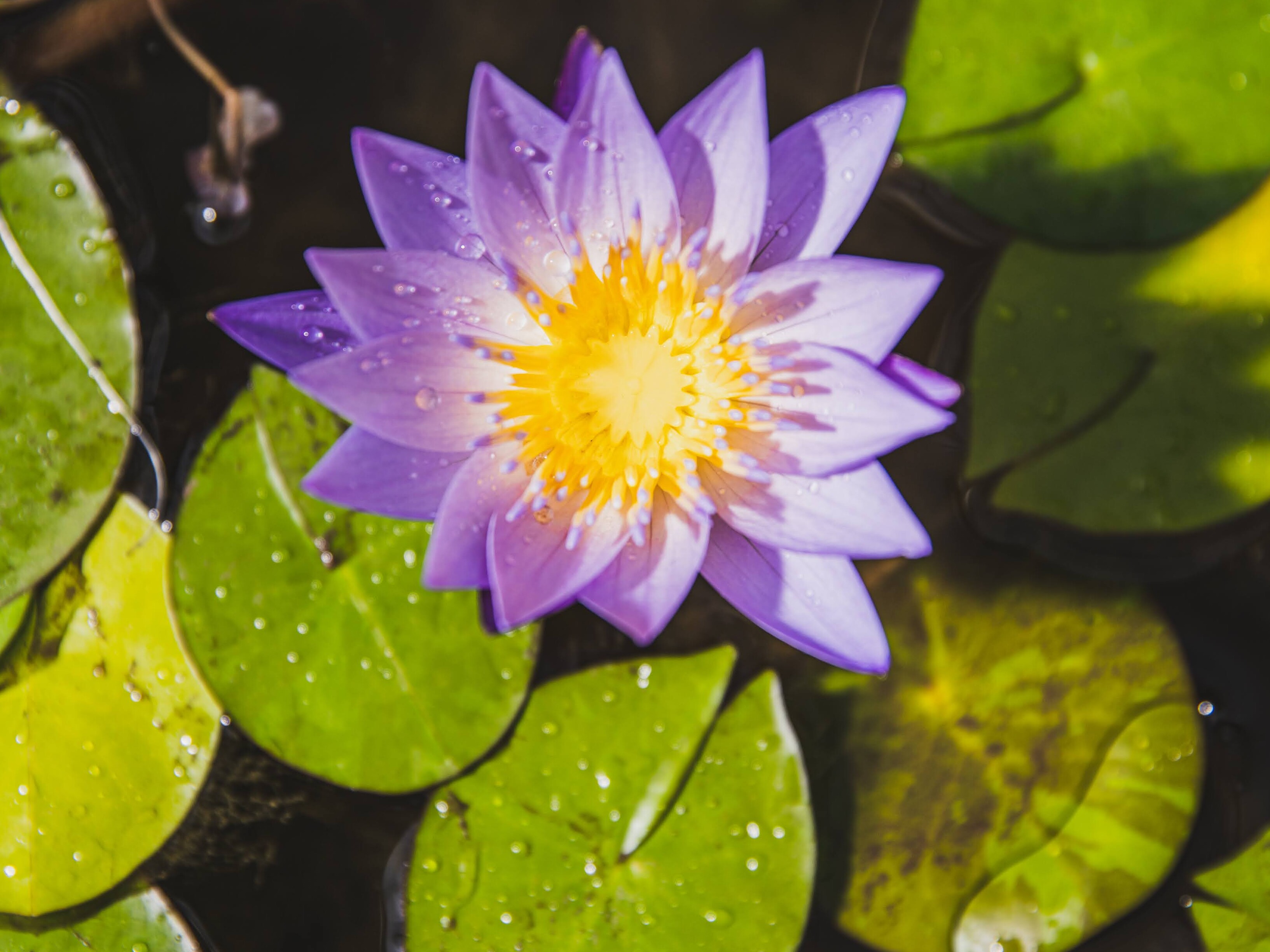 Teichpflege im Frühjahr