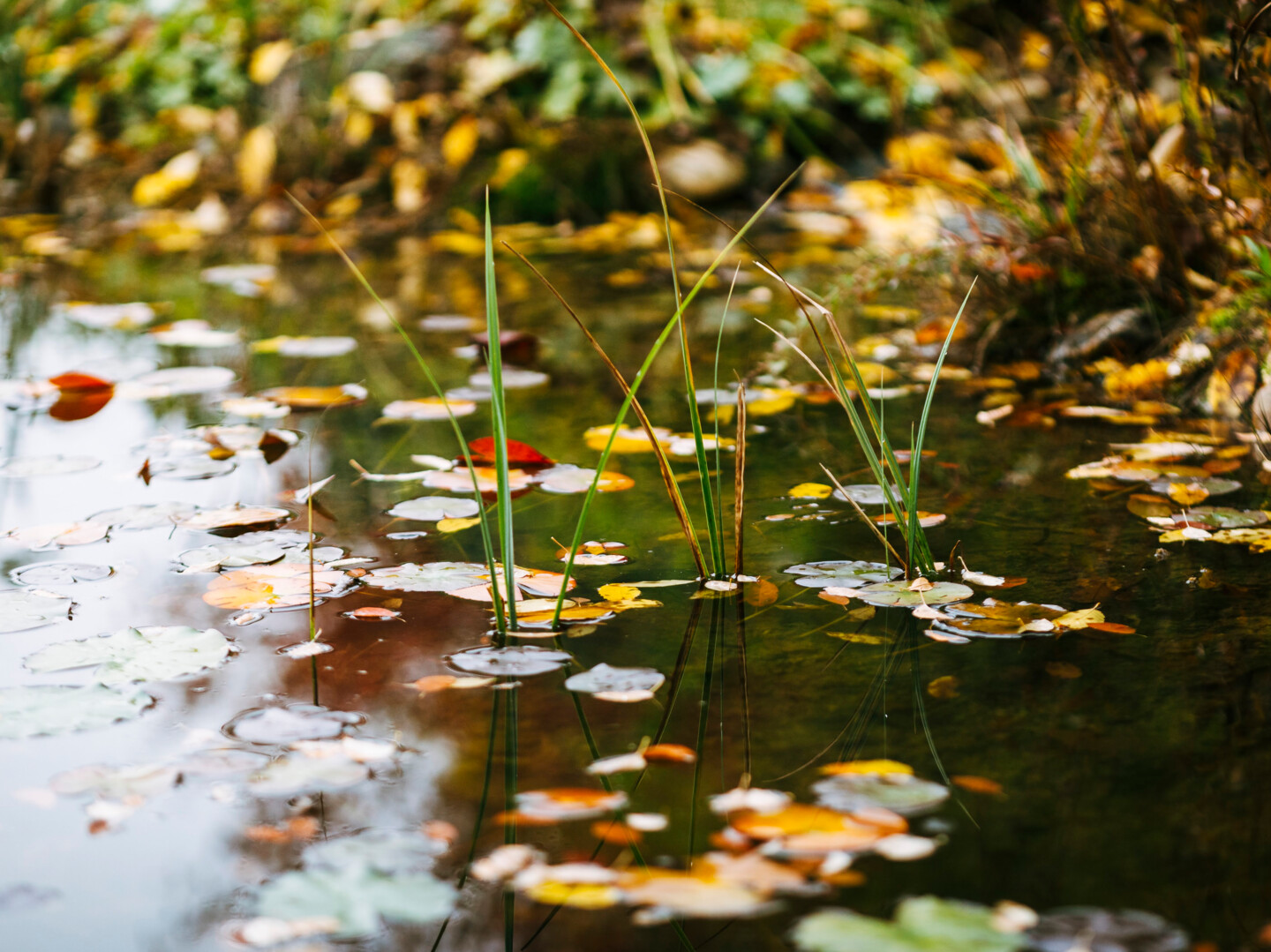 Herbstimpression am Gartenteich