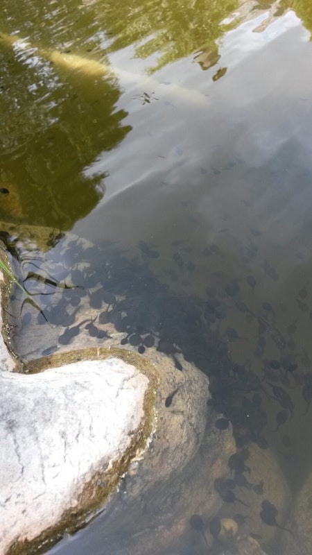 Teichwasser