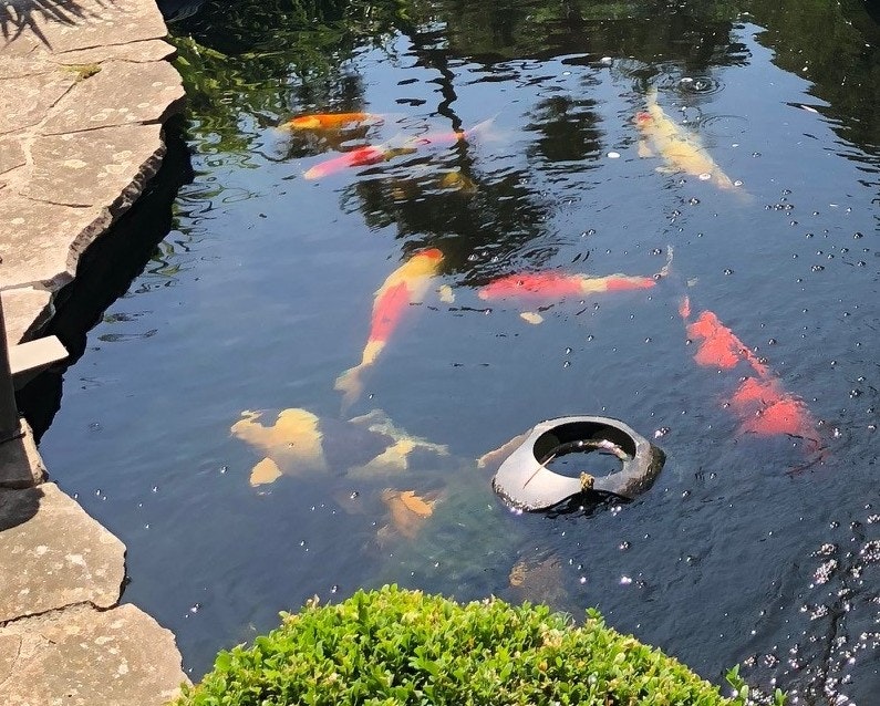 Ein Skimmer hält die Oberfläche des Koiteichs zuverlässig sauber Der Koiteich direkt an der Steinterrasse wird von einem Skimmer gereinigt.