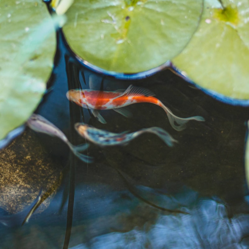 Bunte Fische in einem Teich mit Seerosenblättern Wenig Stickstoff ist eine Voraussetzung für eine gute Wasserqualität