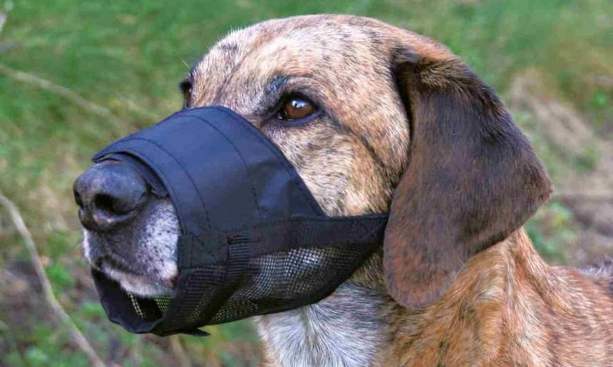 Hund trägt schwarzen Maulkorb Brauner kurzhaariger Hund im Profil trägt einen schwarzen Maulkorb