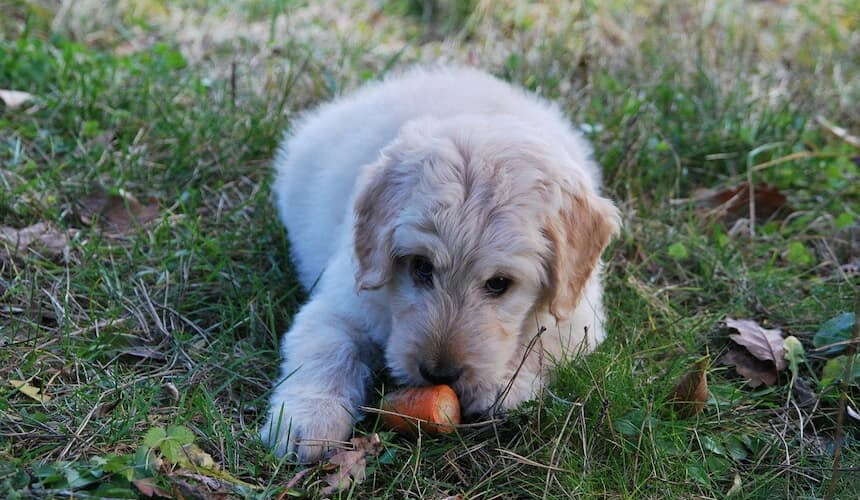 Karotten sind ein idealer Hundesnack Welpe beim Essen einer Karotte