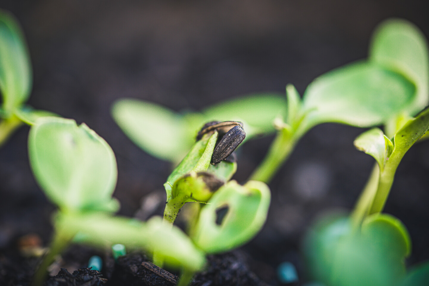 Zarter Keimling sprießt aus dem Boden