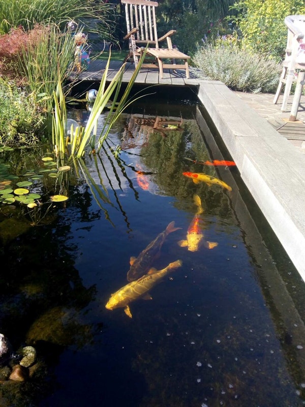 Fische im Garten Fische im Garten