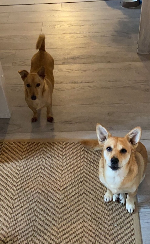 Frieda_Domi_VAC_Koempf Frieda_Domi_VAC_Koempf