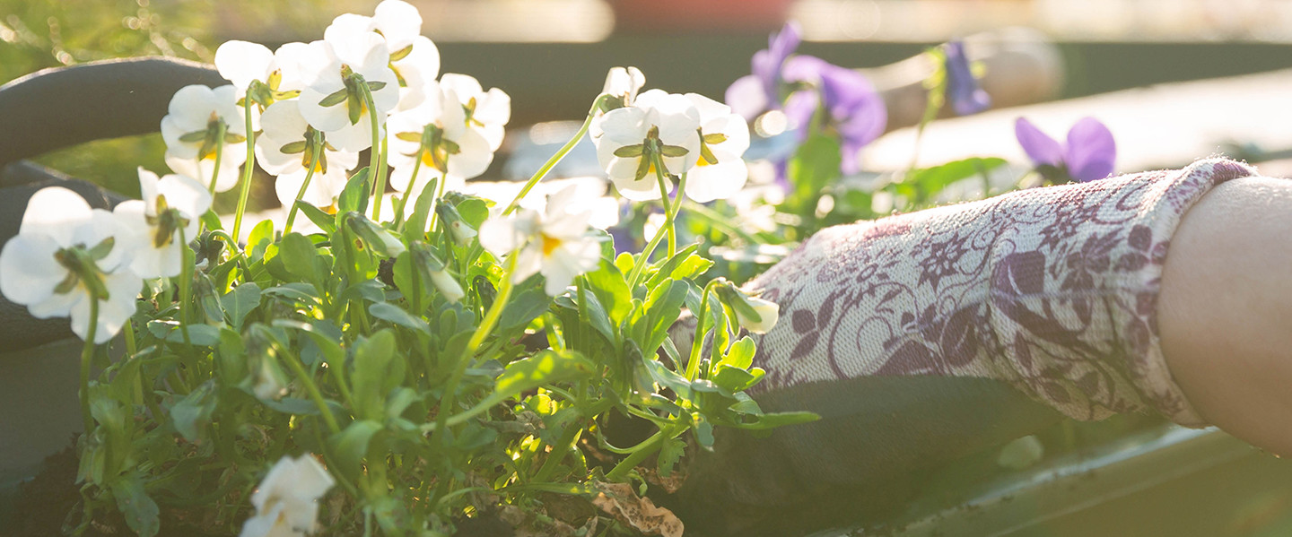 Pflanzen & Pflanzenschutz