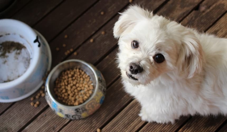Getreidefreies Trockenfutter ist ideal für Hunde mit empfindlichem Magen Kleiner weißer Hund mit Trockenfutter