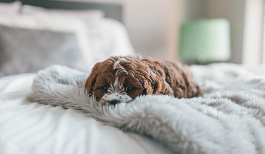 Hund auf Kuscheldecke Ein Hund schläft auf seiner Kuscheldecke