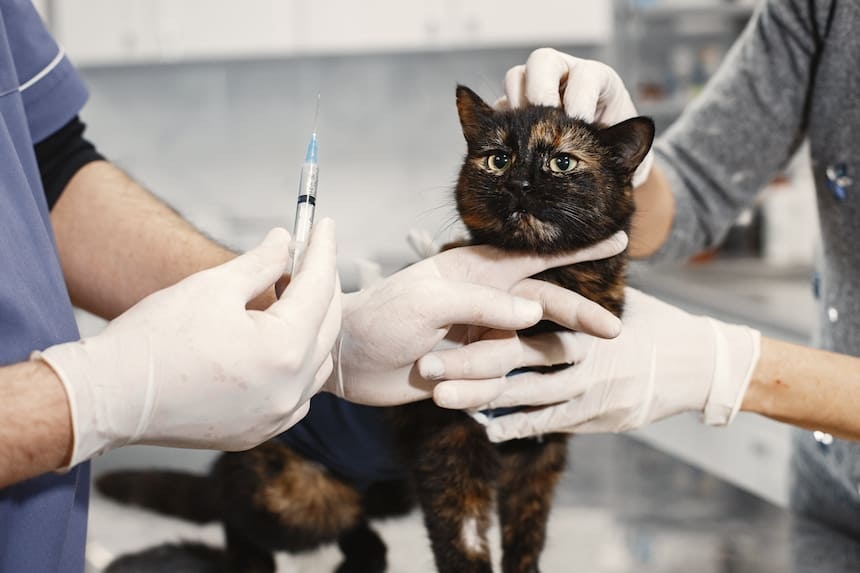 Katze bekommt Spritze Keine Angst vor Spritzen: Impfungen müssen auch bei Katzen sein!