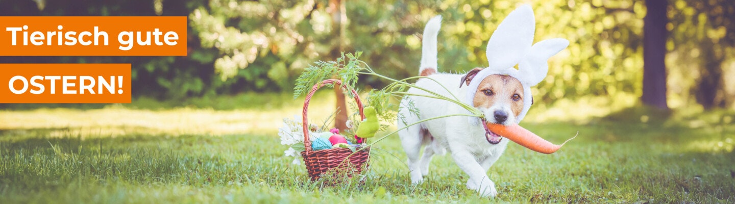 Ostergeschenke für Alle! Freuen Sie sich über tolle Geschenke mit der Zoologo Osteraktion