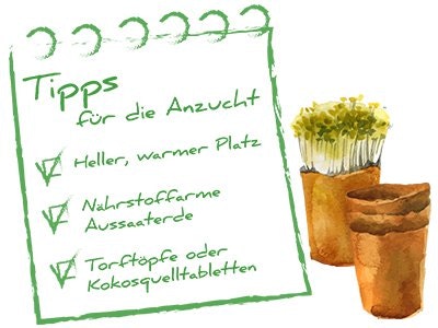 Anzucht-Skizze Skizze Anzucht + Tipps