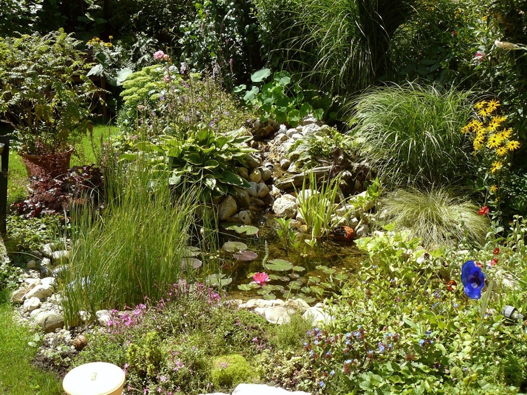 Schön bepflanzter Teich im Sommer Teich mitten im Grünen: Viele Pflanzen und sattes Grün rund um den Teich.