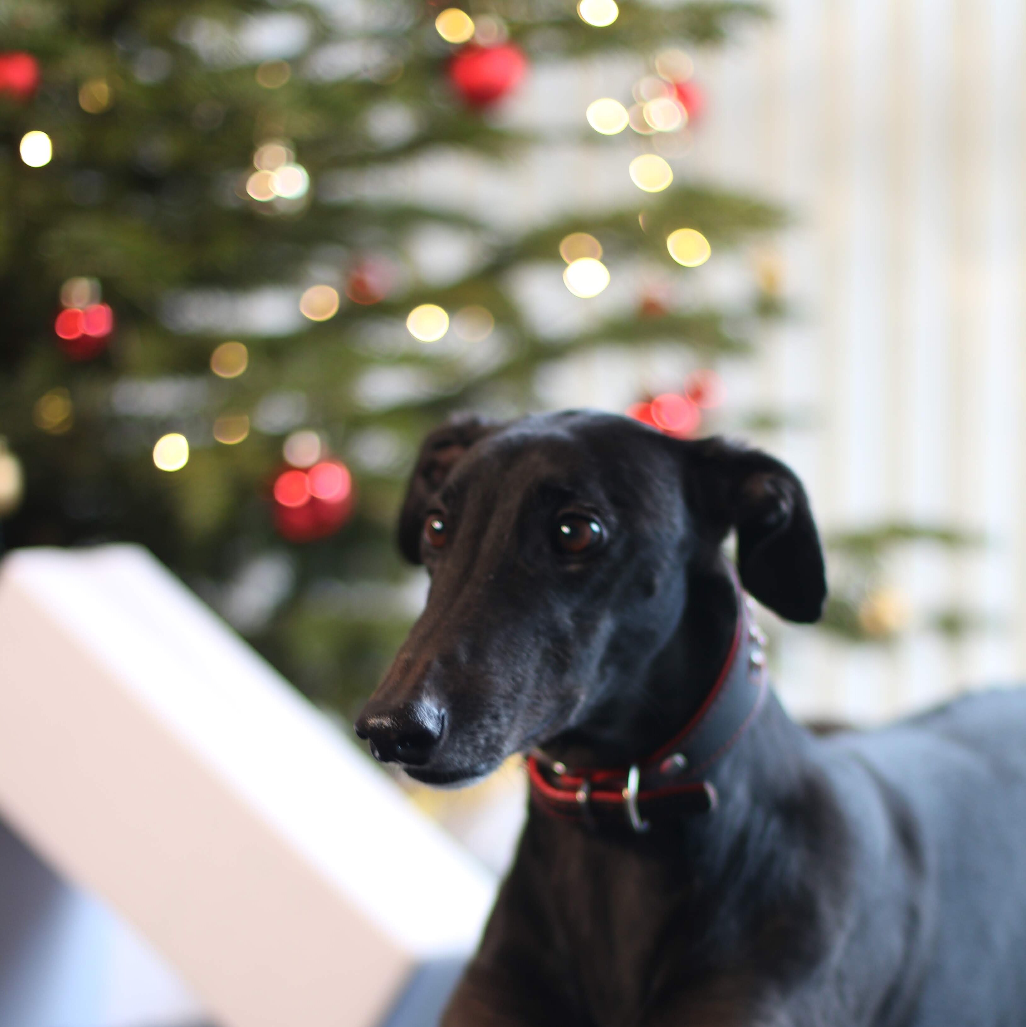 Weihnachtsfest mit Haustieren feiern