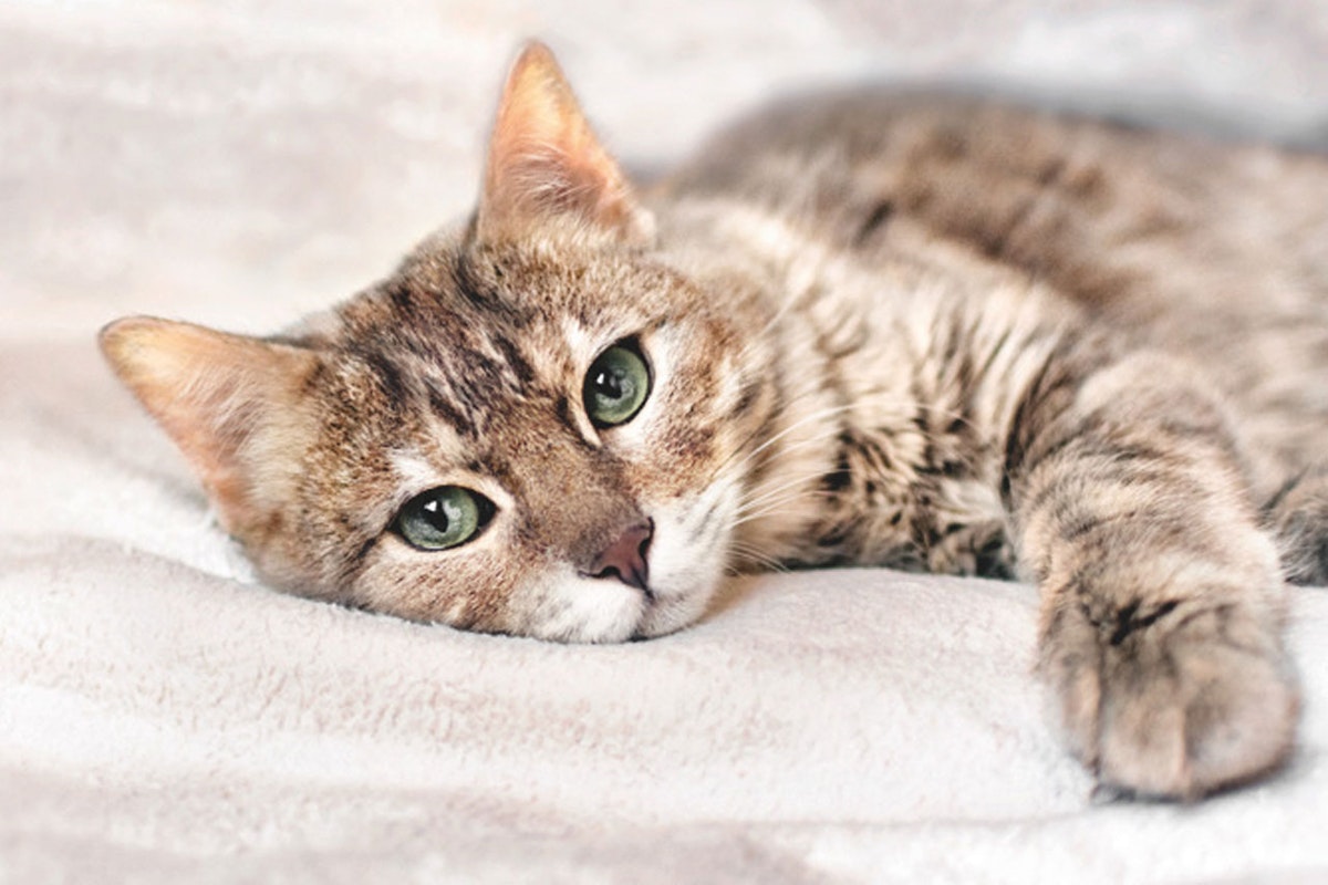 Spezialnahrung für Katzen Indoor & Sterilised Spezialnahrung Bozita