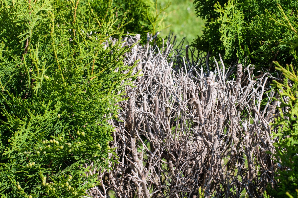 Hecke - leidet unter Hitzeperioden Vertrocknete Gartenhecke