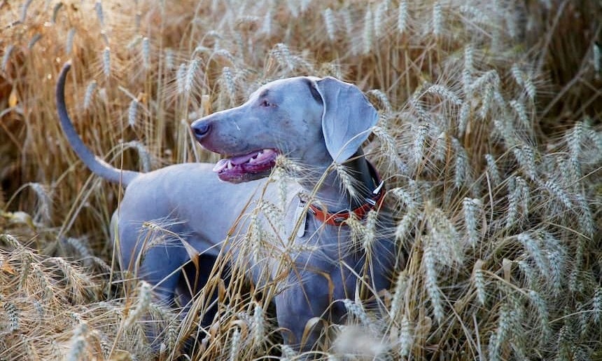 Hund im Getreidefeld Ein (Hunde-) Bett im Kornfeld