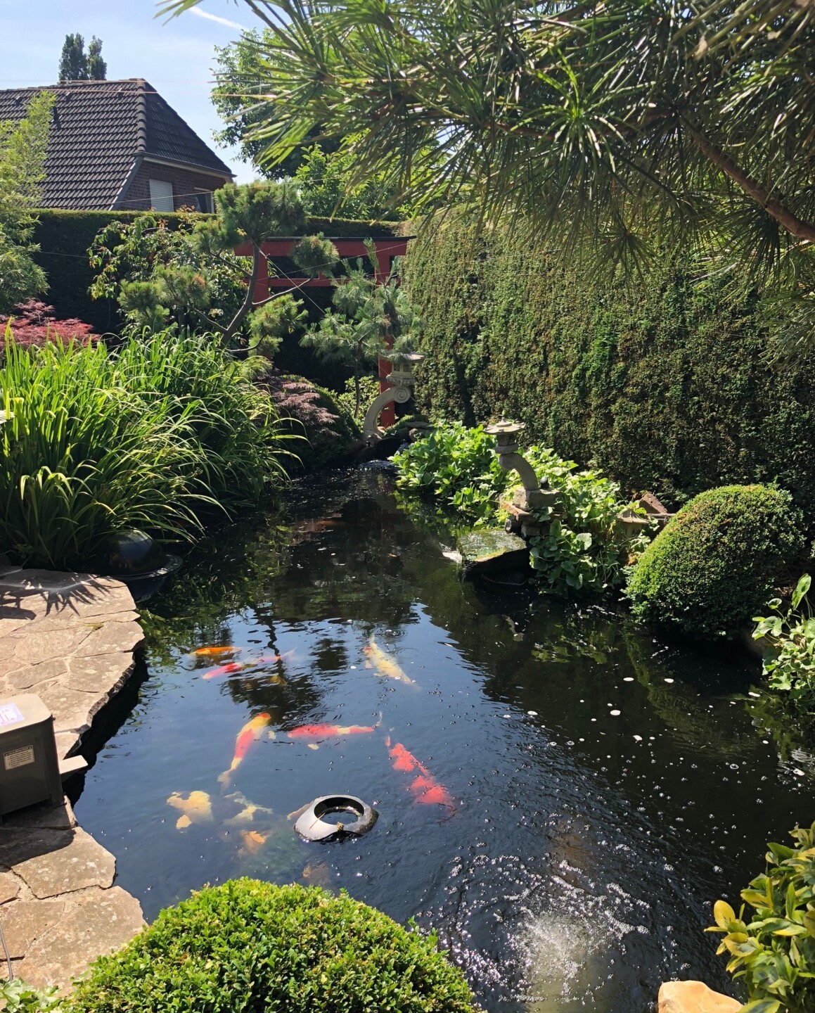 Gartenteich im Frühling