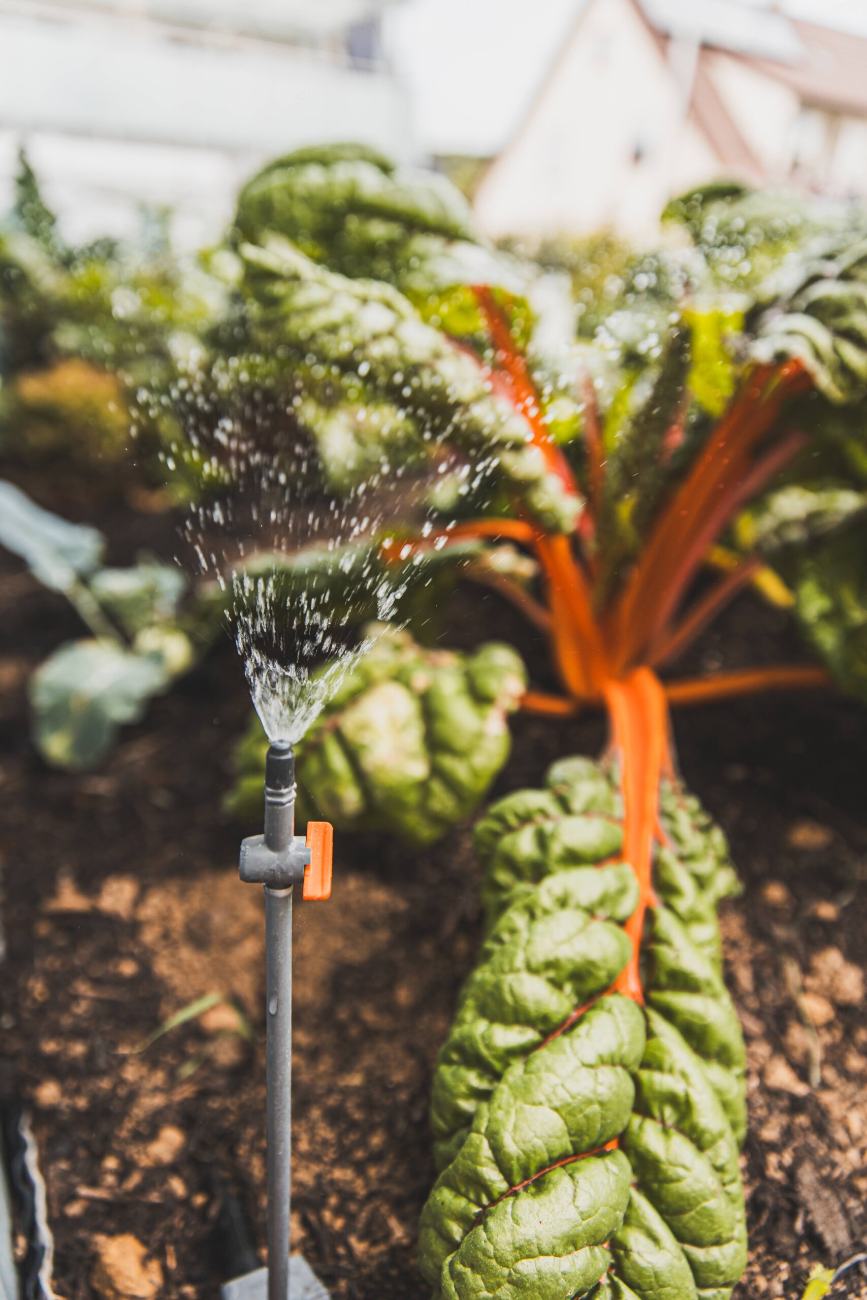 Lebensmittel selbst anbauen - Selbstversorgung Teaser Bild 2