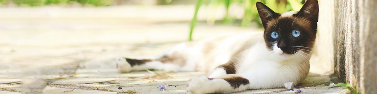 catz finefood Bio