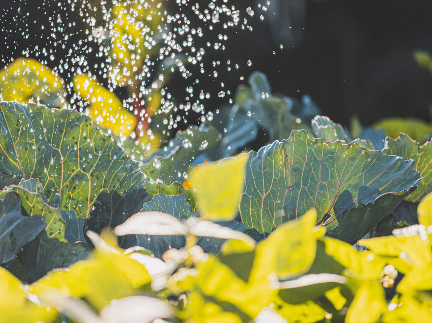 Nutzen Sie das gesammelte Regenwasser zur Bewässerung