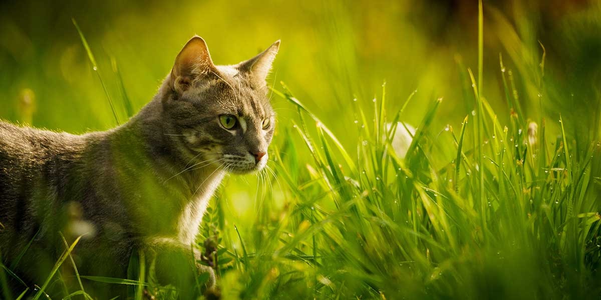 Schmusy Katzenfutter