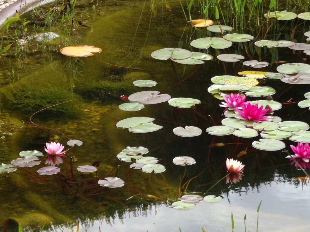 Seerosen auf Teich Seerosen auf Teich