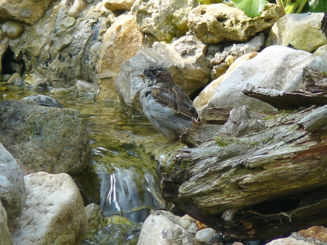 Spatz am Teich Spatz sitzt am Bachlauf
