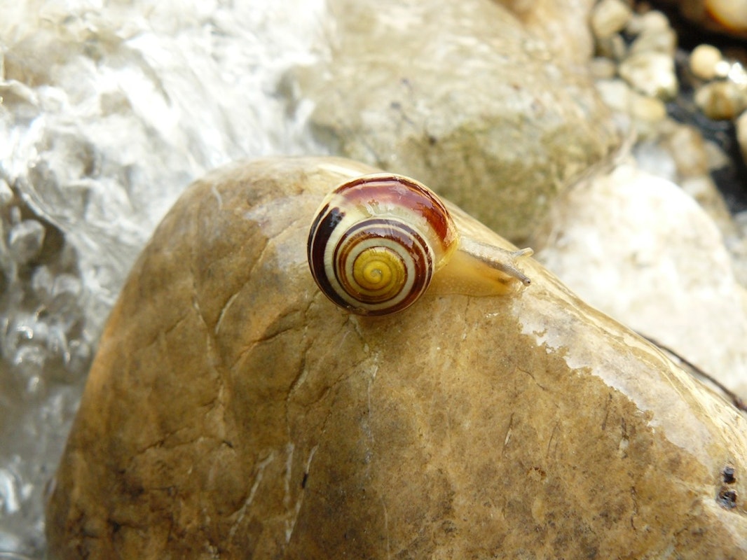 Schnecke am Bachlauf Schnecke auf einem Stein neben dem Bachlauf