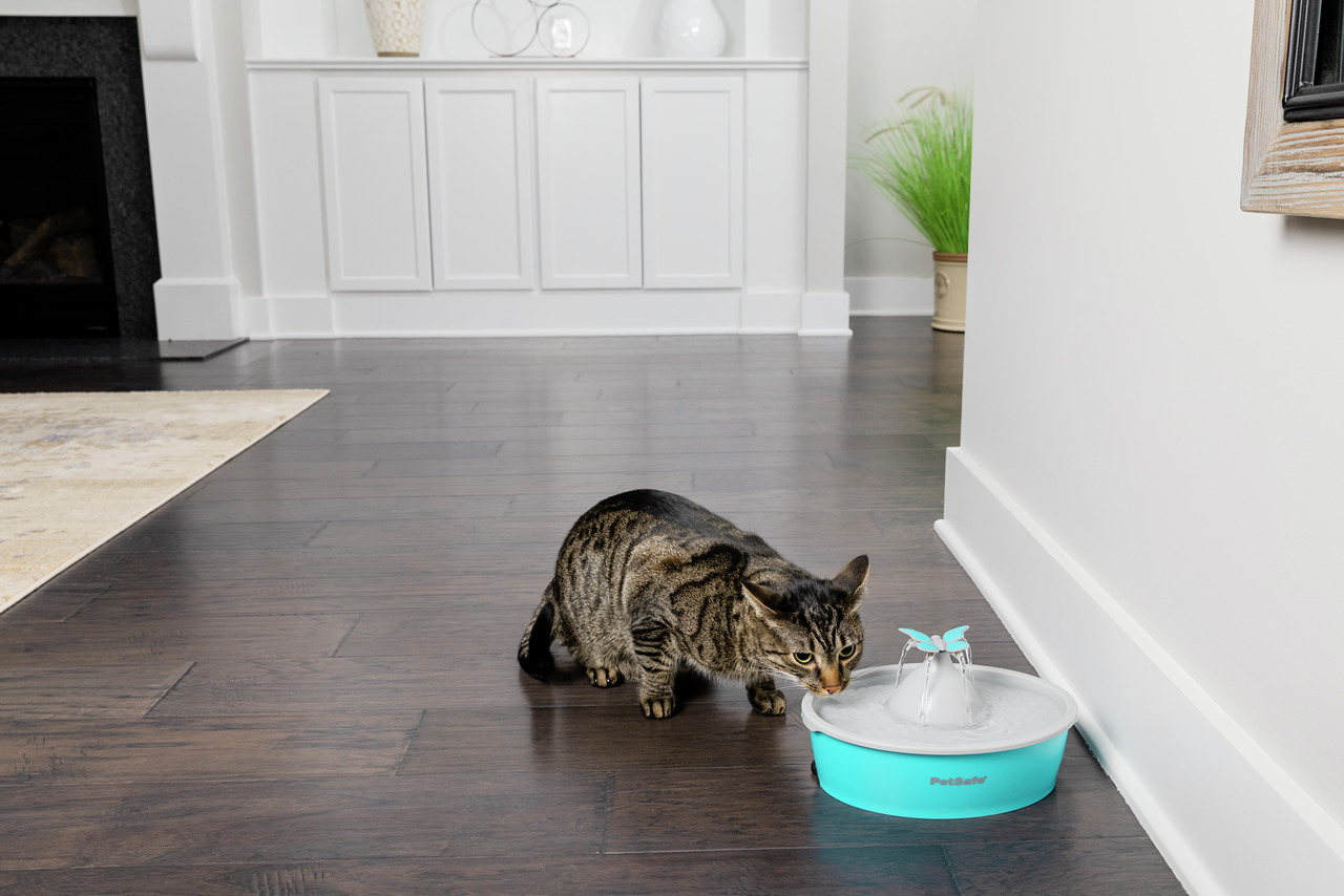 PetSafe Katze Trinkbrunnen