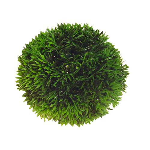 Thumbnail - HOBBY Plant Ball 9 Centimeter Aquarieneinrichtung
