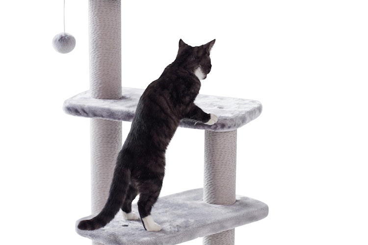 Nobby Kratzbaum Classic Zera 50x50x97cm grau