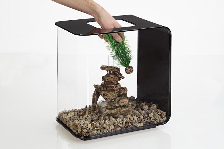 biOrb Federfarn Set klein grün (46083)