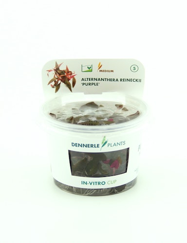 Alternanthera reineckii 'lila' In-Vitro