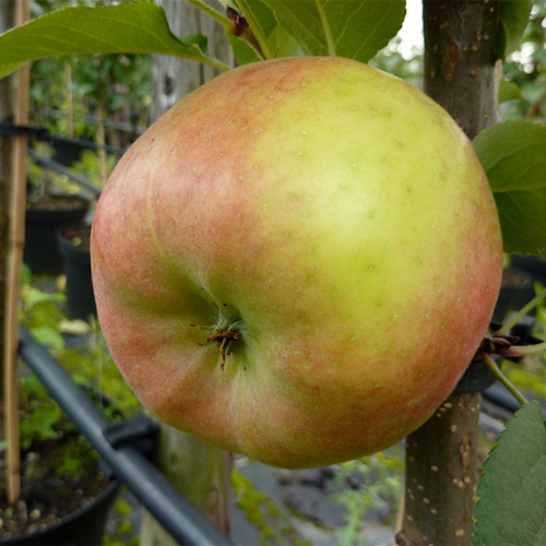 Süßer Kinderapfel Anda