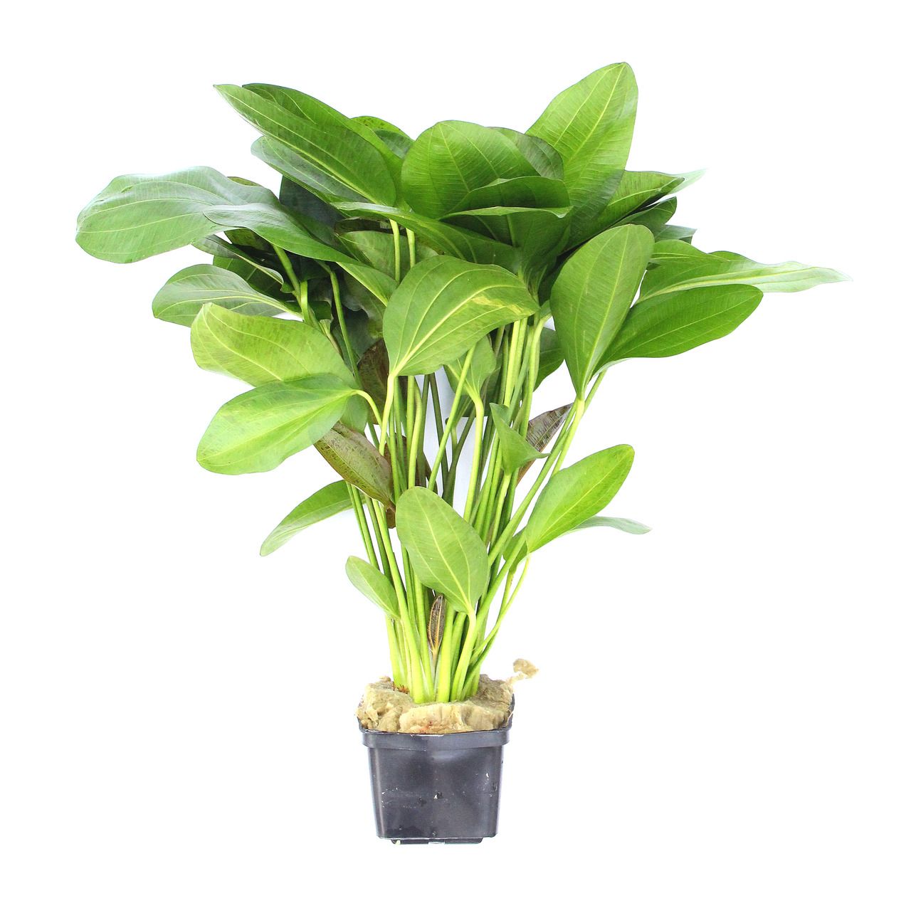 Echinodorus 'Ozelot'
