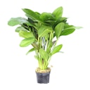 Vorschaubild Echinodorus 'Ozelot'