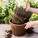 Vorschaubild Säulenapfel Elmira Säule