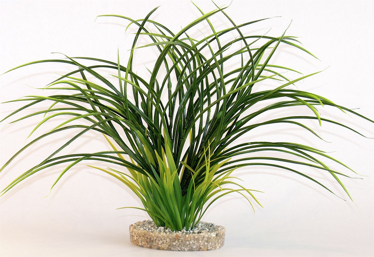 Sydeco Fan grass 30 Zentimeter Aquariendekoration