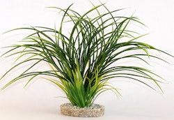 Sydeco Fan grass 30 Zentimeter Aquariendekoration