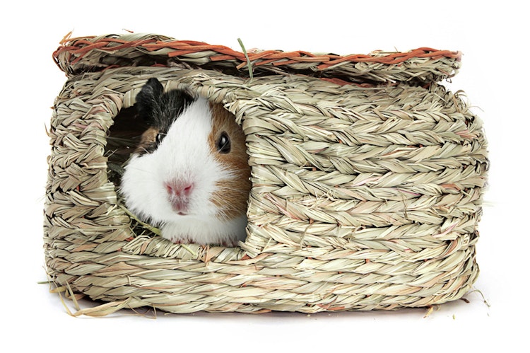 Living World Green Schilfgrashütte