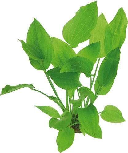 Echinodorus argentinensis