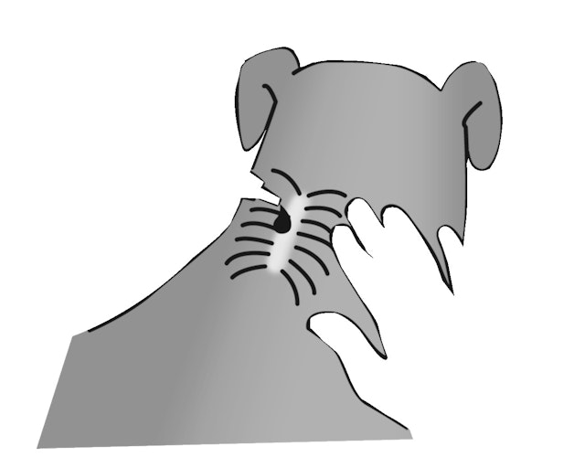 ARDAP Spot-on gegen Ungeziefer 3 x 2,5 ml für Hunde von 10-20 Kilogramm